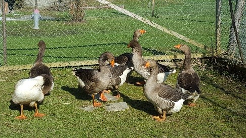 Unsere Gänse