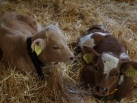Landwirtschaft